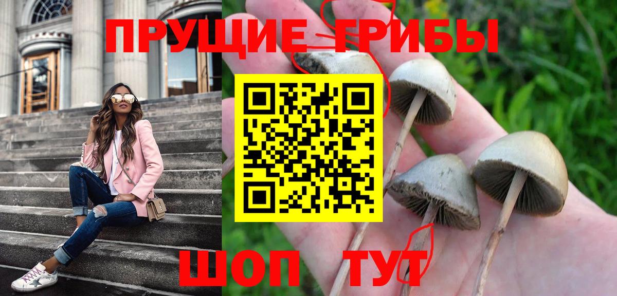 Псилоцибиновые грибы GOLDEN TEACHER  где продают наркотики  Старый Оскол  Вход с VPN 